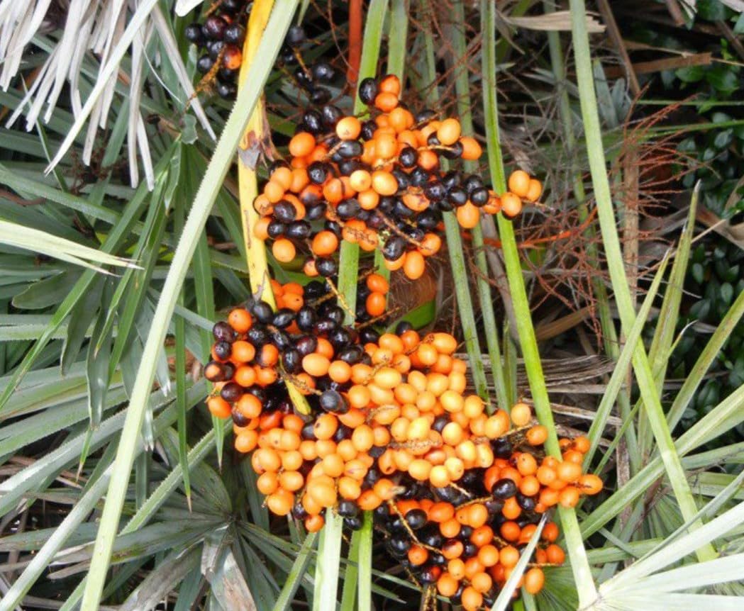 Live Plant - Saw Palmetto-Serenoa Repens-Small Rooted Starter Plant-Medicinal Properties!