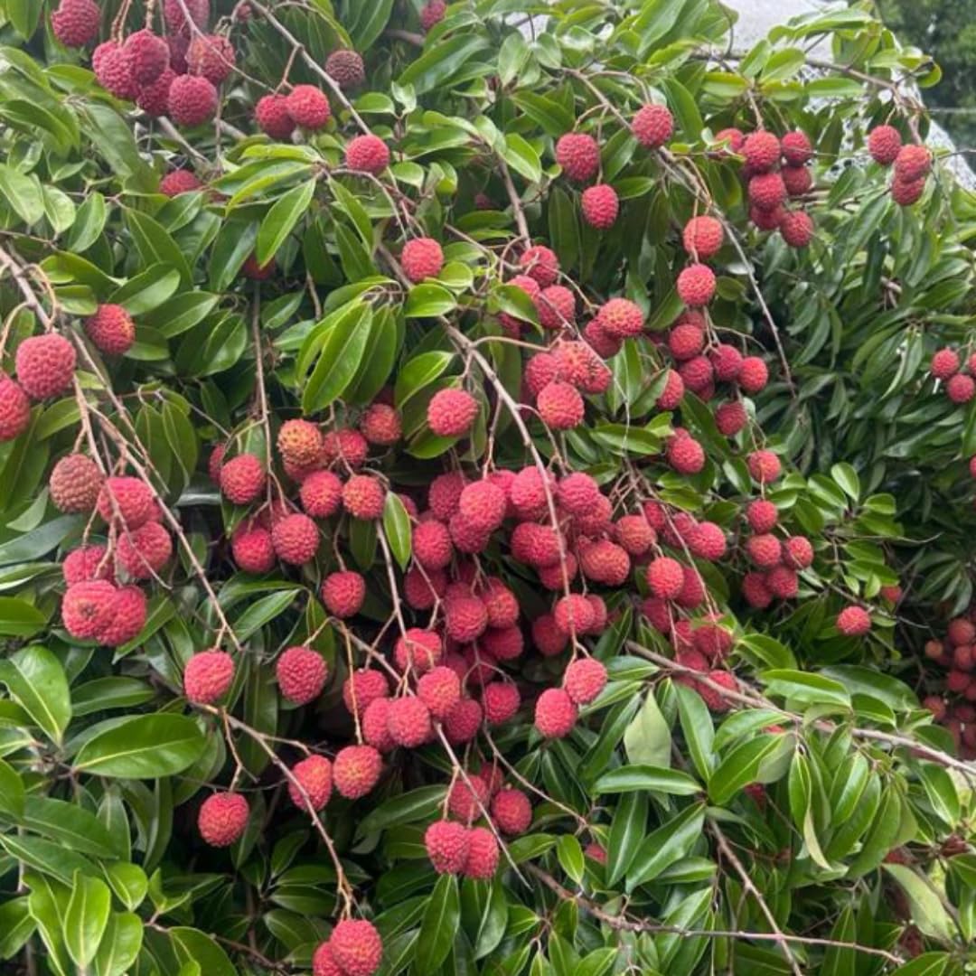 Lychee Fruit Tree Plant, 4 Inc Potted, Lychee Plant Live Sweet Fruit Plant