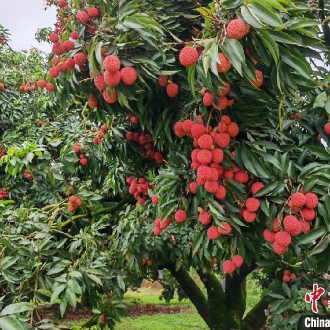 Lychee Fruit Tree Plant, 4 Inc Potted, Lychee Plant Live Sweet Fruit Plant