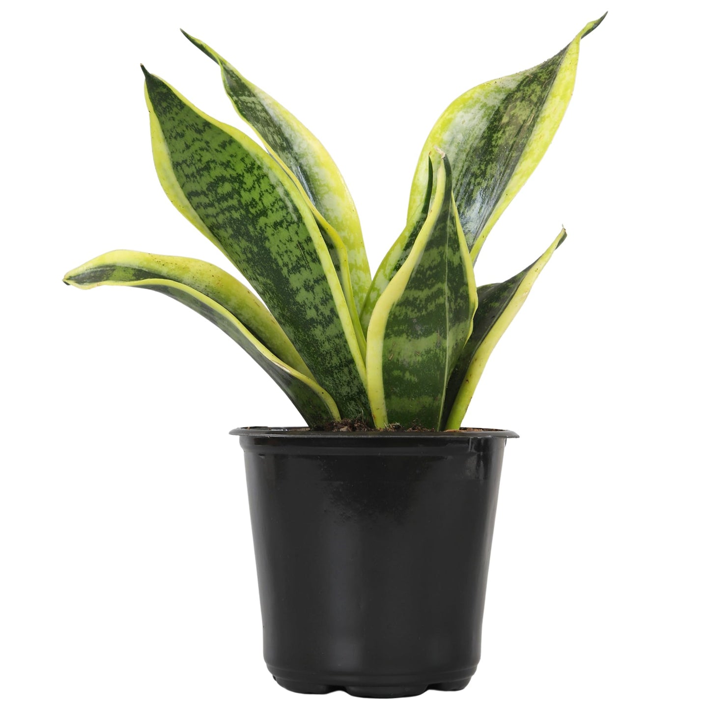 Altman Plants Live Snake Plant (Superba), Approx. 13" Tall, Virtually Indestructible, Easy Succulent Houseplant, 4 in Pot