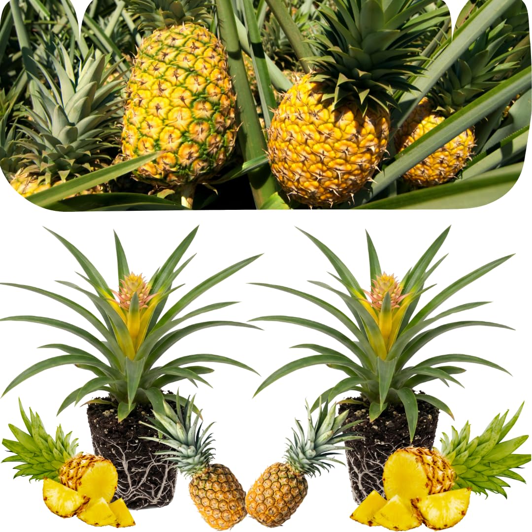 Set of 2 Live Elite Gold Pineapple Plants, 4–7 Inches Tall, Tropical Fruit Plants, Well-Rooted, Ready to Grow, Suitable for Outdoor Garden or Containers
