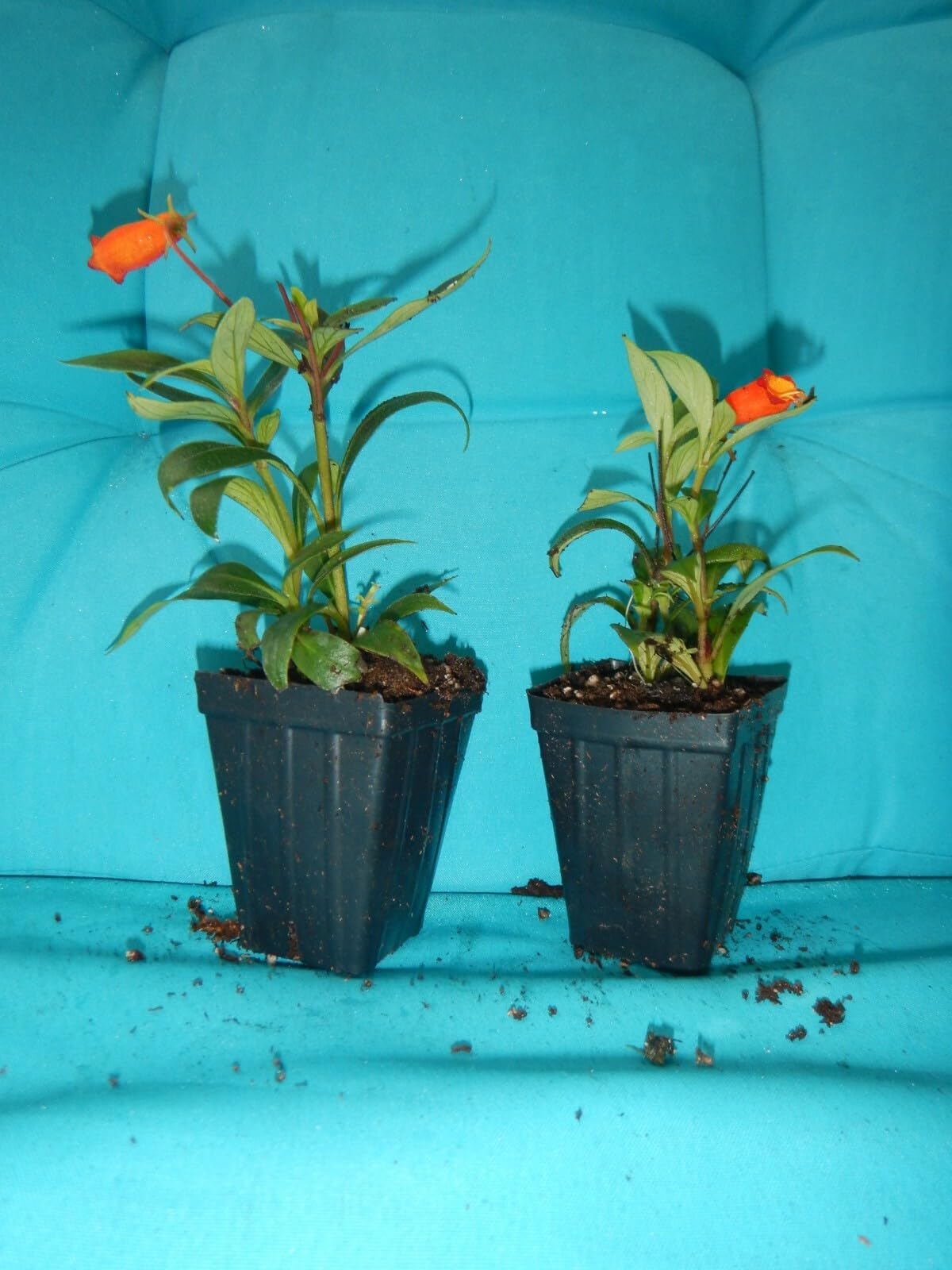 Live Plant - Bolivian Sunset Gloxinia Sylvatica Plant ATTRACTS Hummingbirds & Butterflies