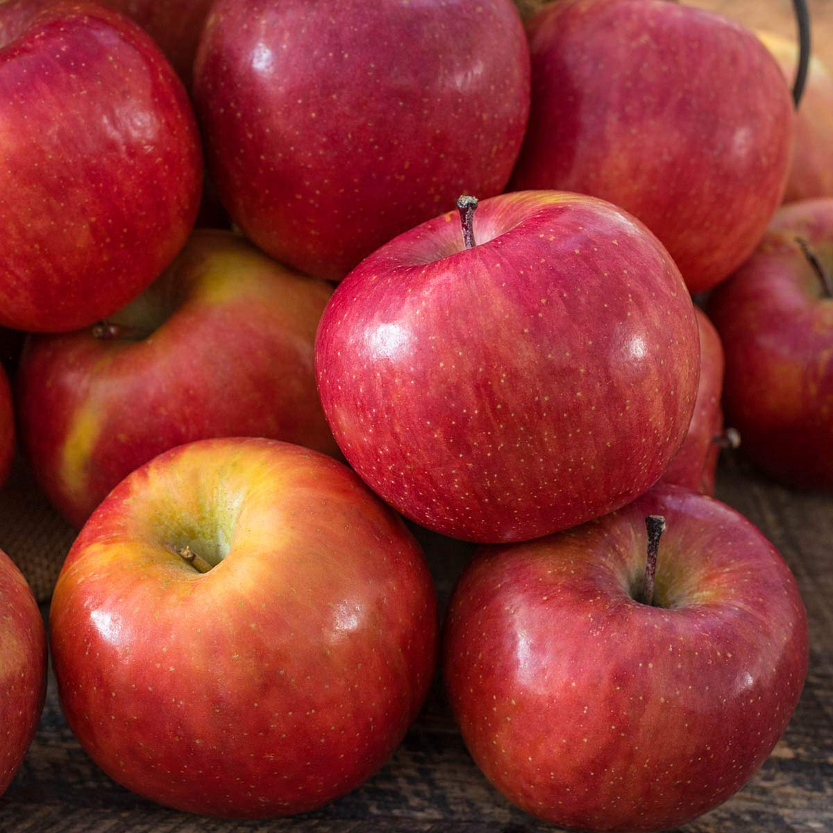GURNEY'S - Fuji Apple Standard Fruit Tree, Dormant Bare Root Starter Tree, 1-Pack - Due to State restrictions Can't Ship to Montana