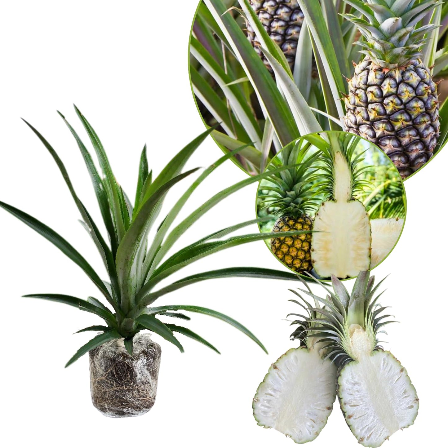 1 White Jade Pineapple Plant Live for Planting, Sweet Pineapple Fruit Tree Live Plant 5 to 8 Inch Tall, Pineapple Starter Plants