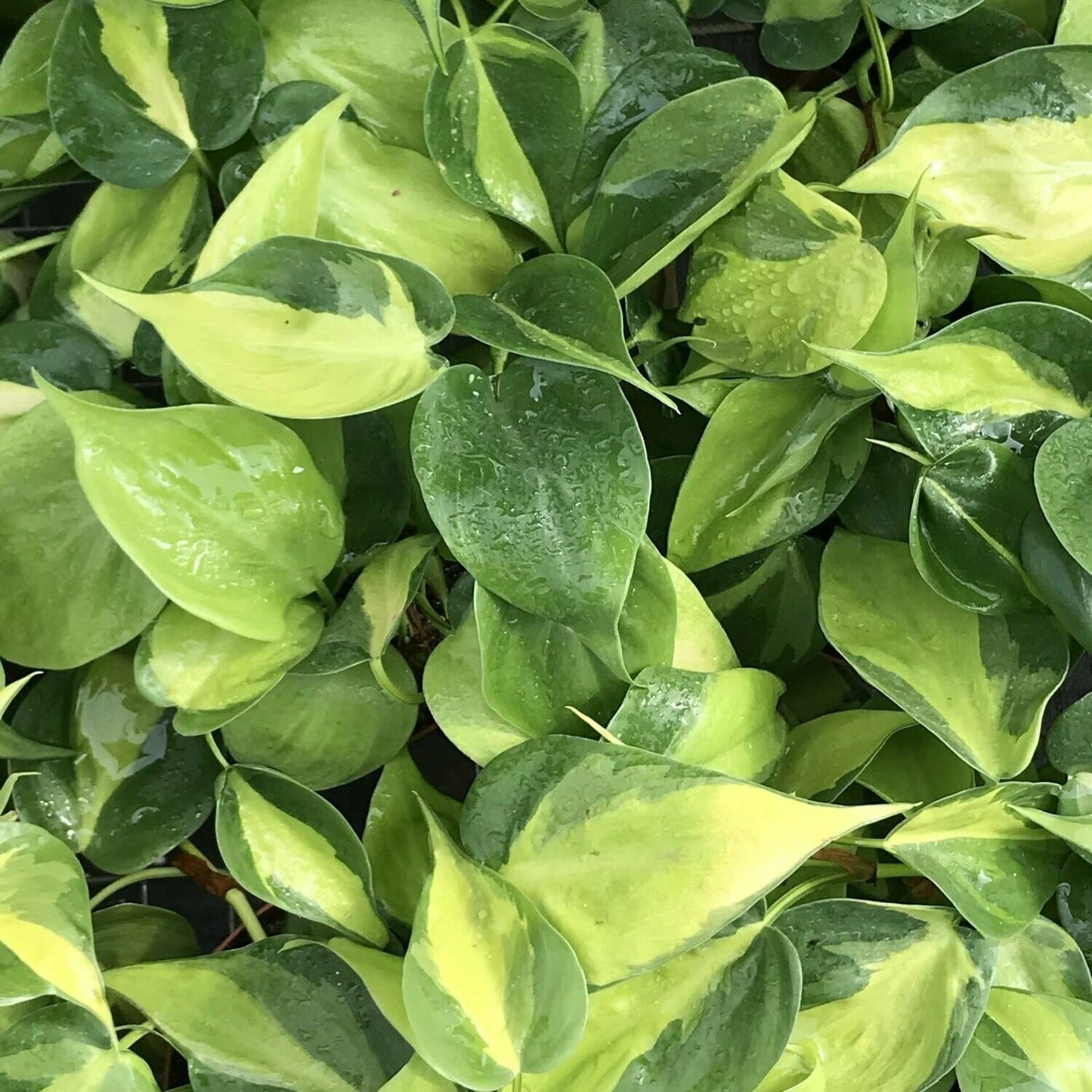 Philodendron Brasil - Live Plant in a 4 Inch Pot - Beautiful Elegant Vining Indoor Houseplant - Air Purifying