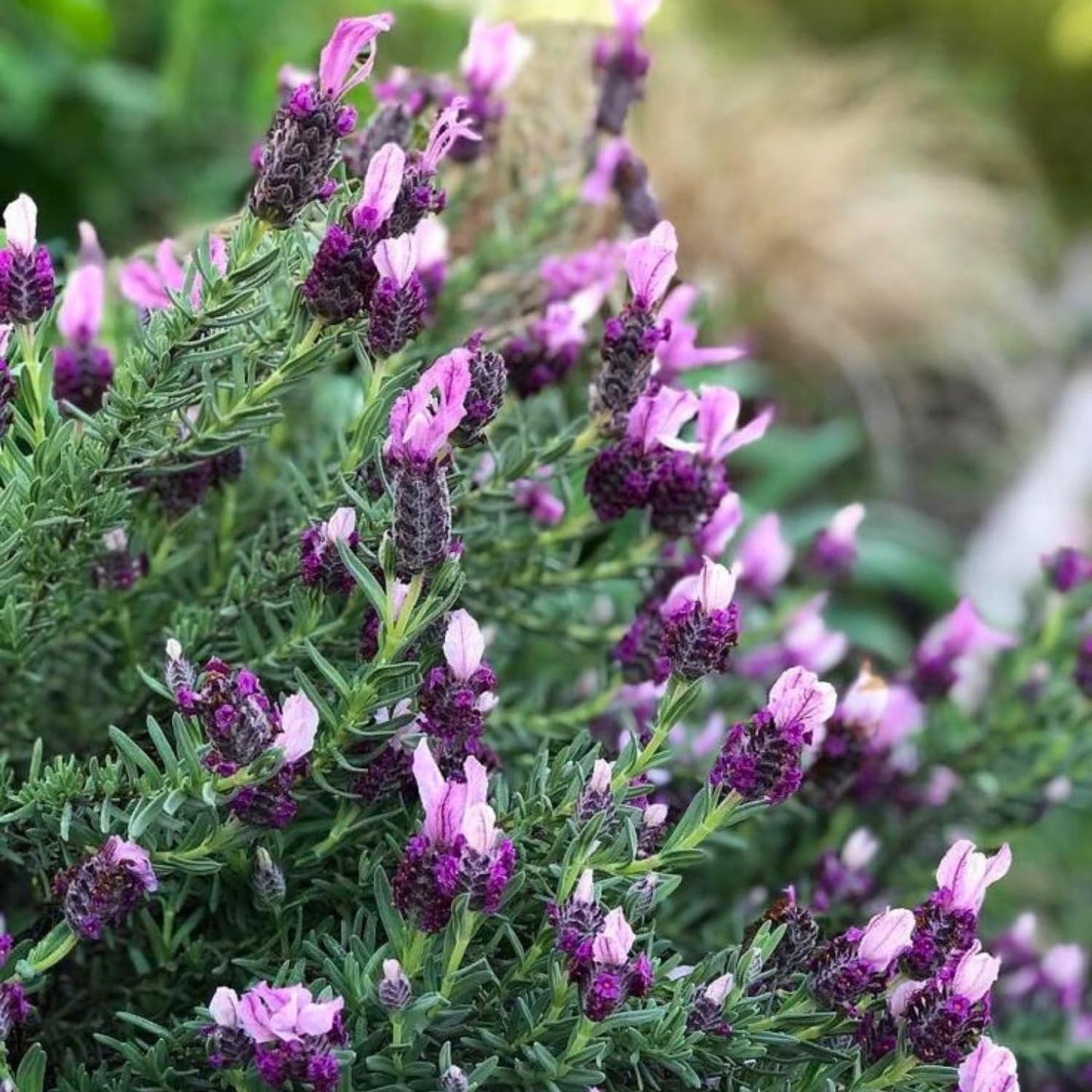 Pack 2 Lavender Live Plants 4-8 Inches, Hardy Fragrant Perennial Outdoor Herb Plant (Assorted Lavender)