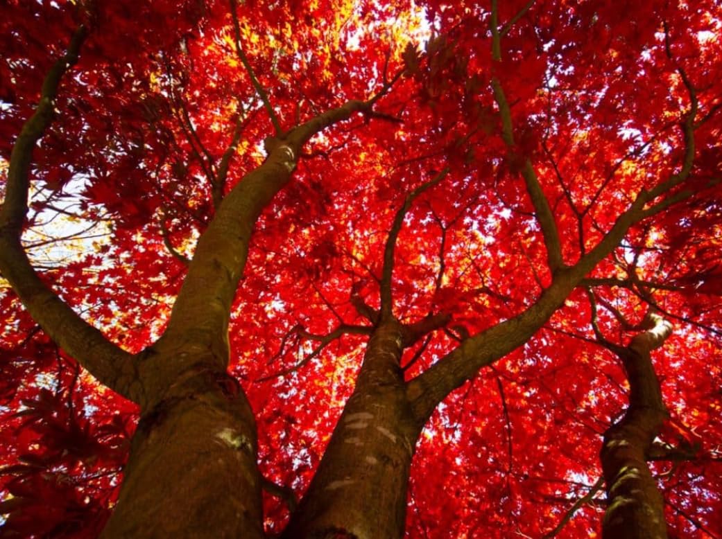 October Glory Maple Tree - 10-16" Tall Live Plant - Quart Pot - Orange/Red Maple Seedling - Acer rubrum 'October Glory'