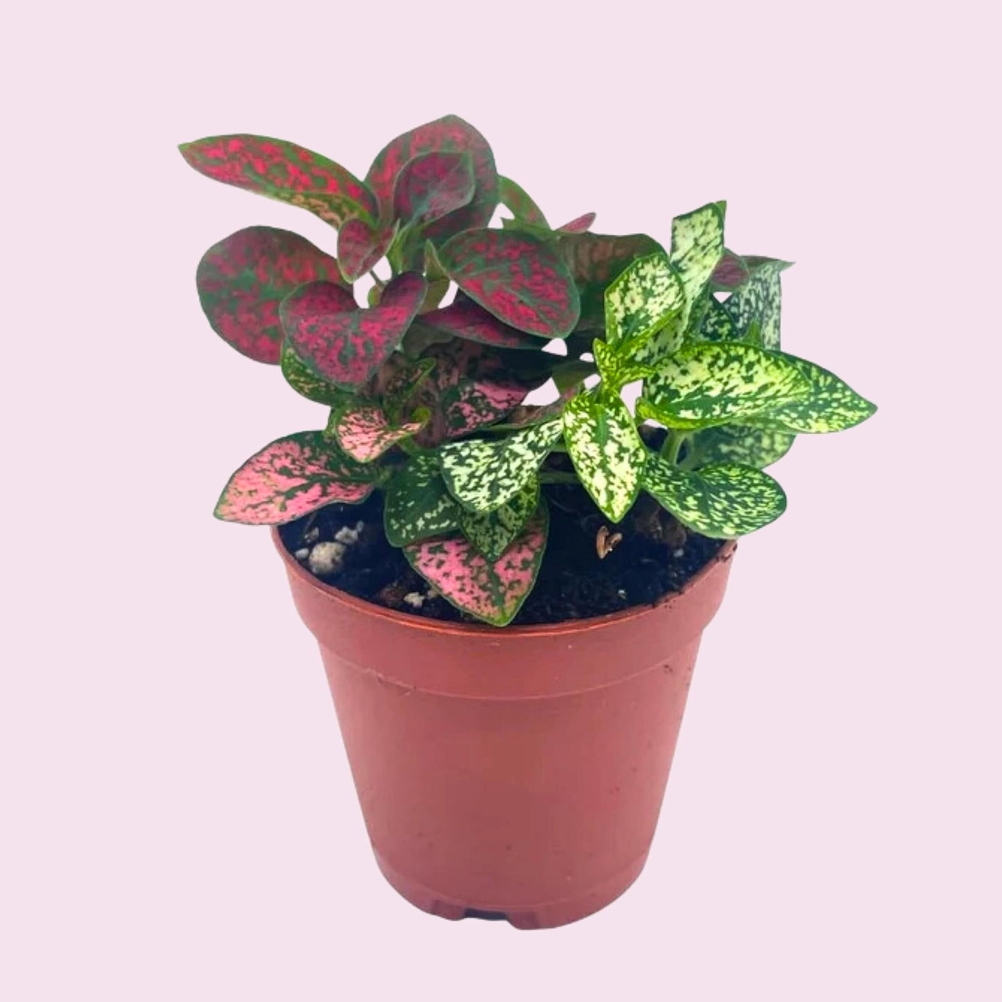 Polka-dot-Plant, Hypoestes phyllostachya, Live in a 2 inch Pot Tiny Mini Pixie Plant