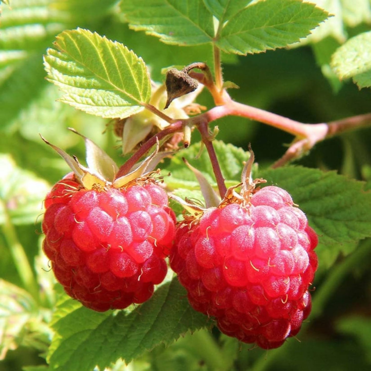 2-Pack Raspberry Plants Live, Raspberry Bushes Live Plants Well-Rooted, 5-9 Inch Tall, Raspberry Fruits (Caroline Red Raspberry)