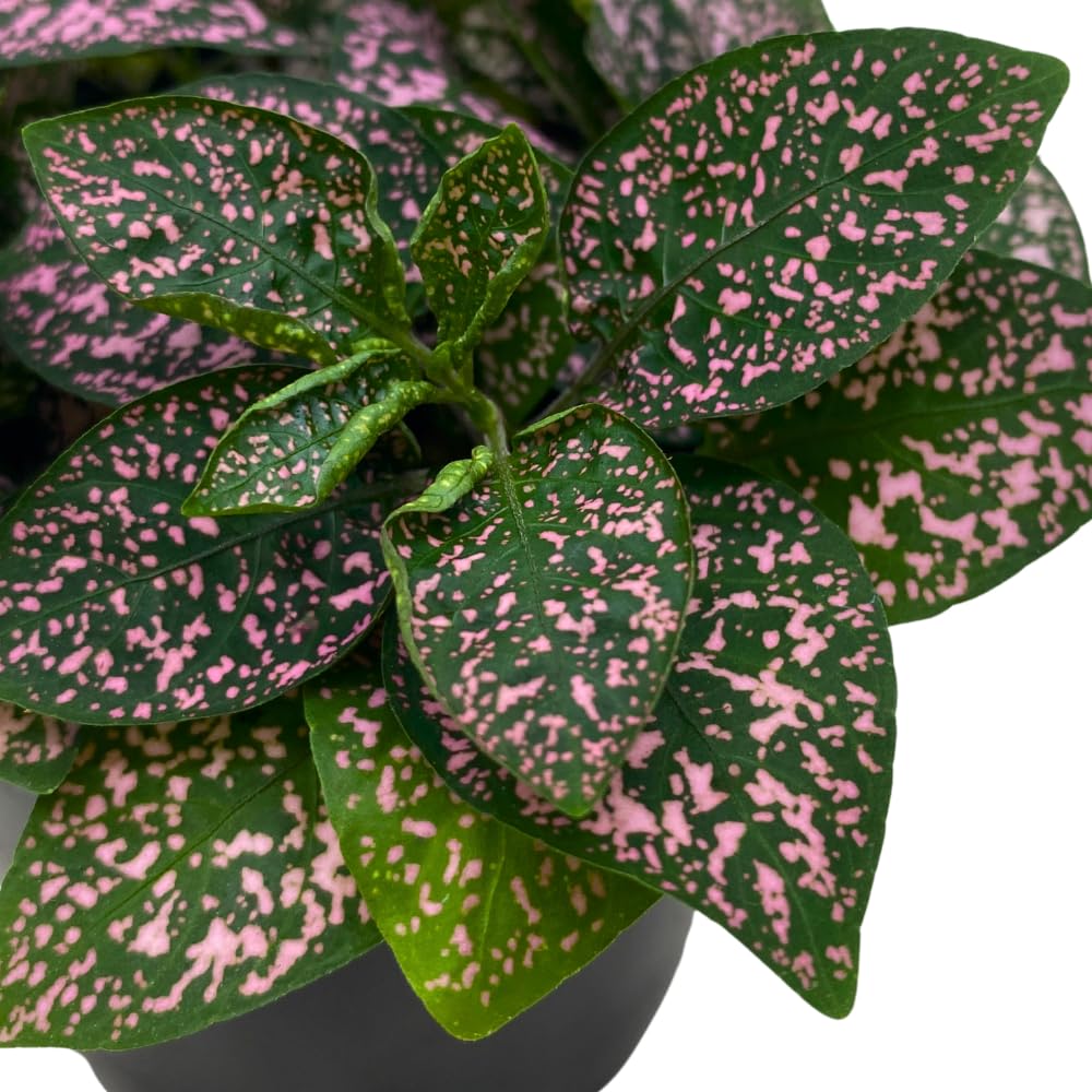 BubbleBlooms Pink Hypoestes Phyllostachya in a 4 inch Pot Polka Dot Flamingo Plant