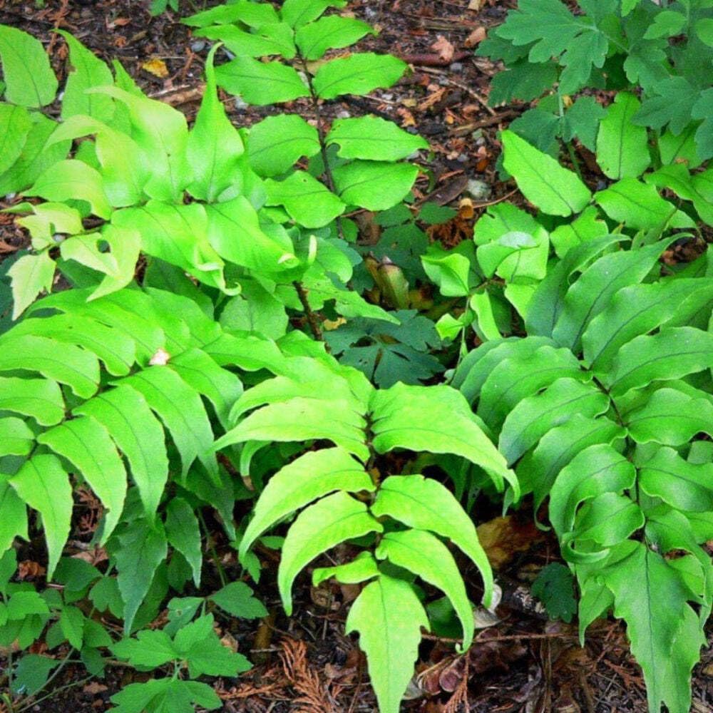 Fern-C. Japanese Holly Fern (1 Gallon)