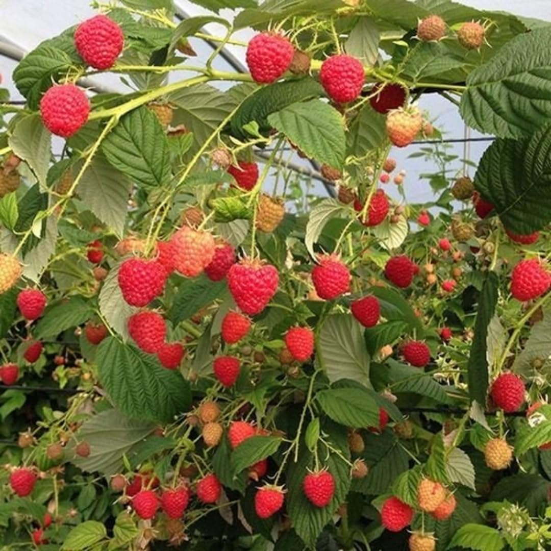 Caroline Red Everbearing Raspberry Bush Plant Live, Cold Hardy, Raspberries Plants Established Roots Live for Planting, 1 Plant 5-9 Inc Tall, No Pot