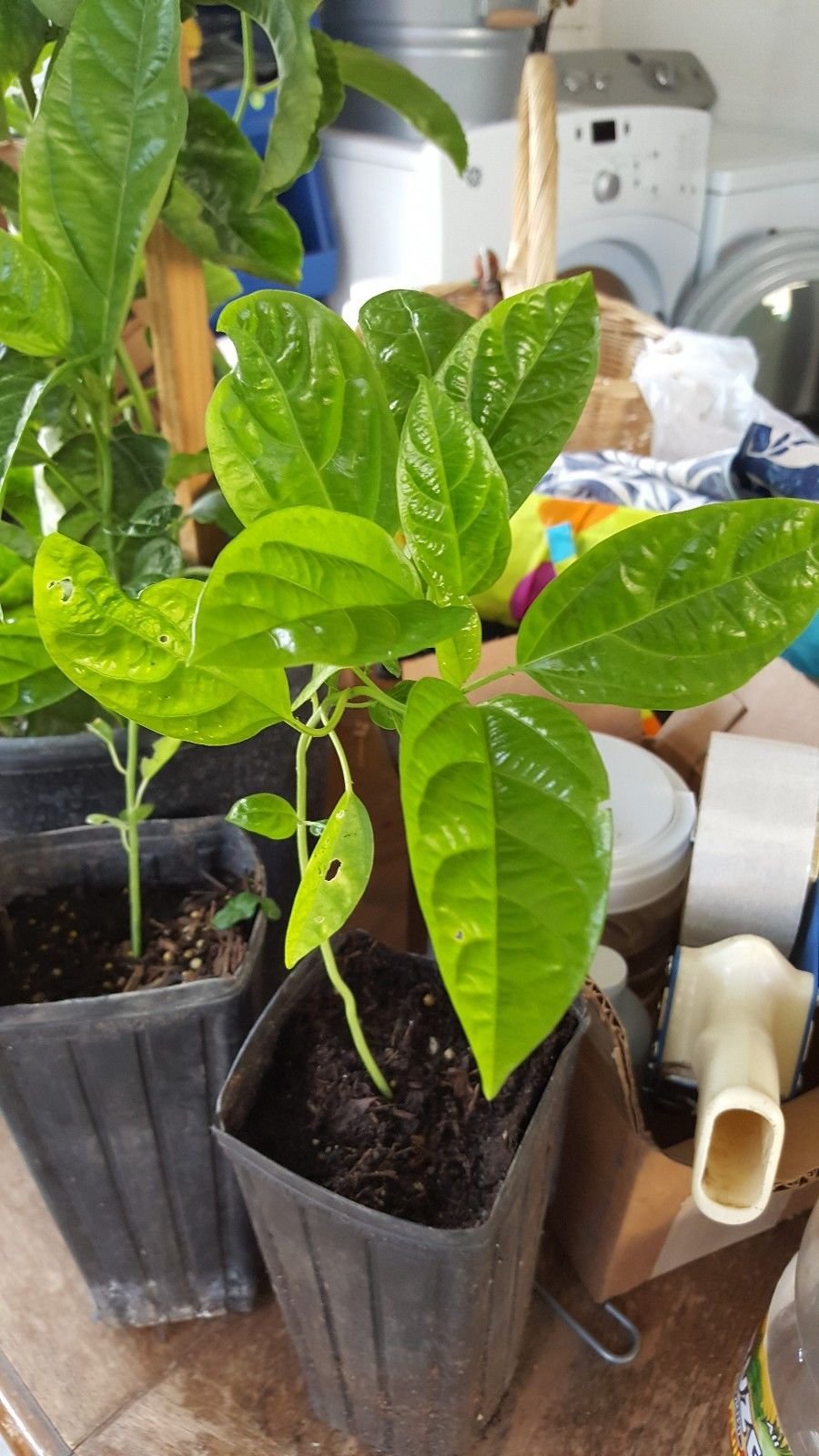 9EzTropical - Purple Passion Fruit - 1 Starter Plant - 6" to 10" Tall - Ship in 3" Pot