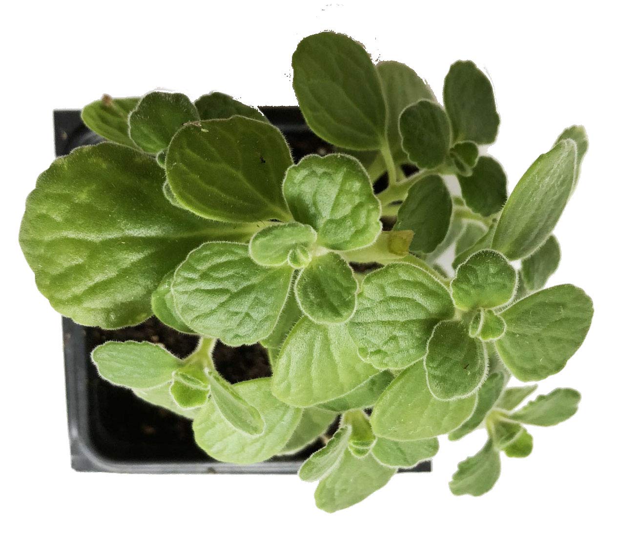 Organic Vicks Plant (Plectranthus tomentosa) in 2.5 inch Pot by Smoke Camp Crafts