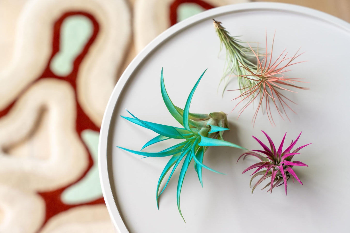 Colorful Mini Tillandsia Xerographica Air Plants in Custom Vibrant Tones - (Citrus, Pack of 3)