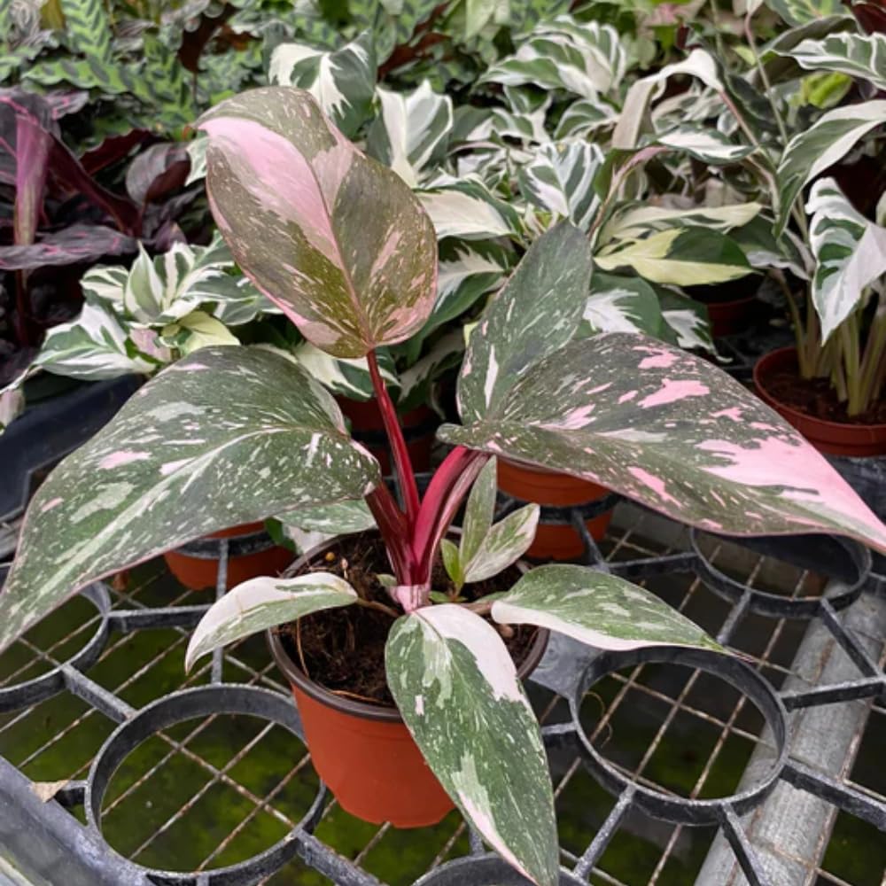 2 Pink Philodendron Plants Live, Variegated Indoor Houseplant, 5-8 Inch Tall Tropical Foliage, Rare Philodendron