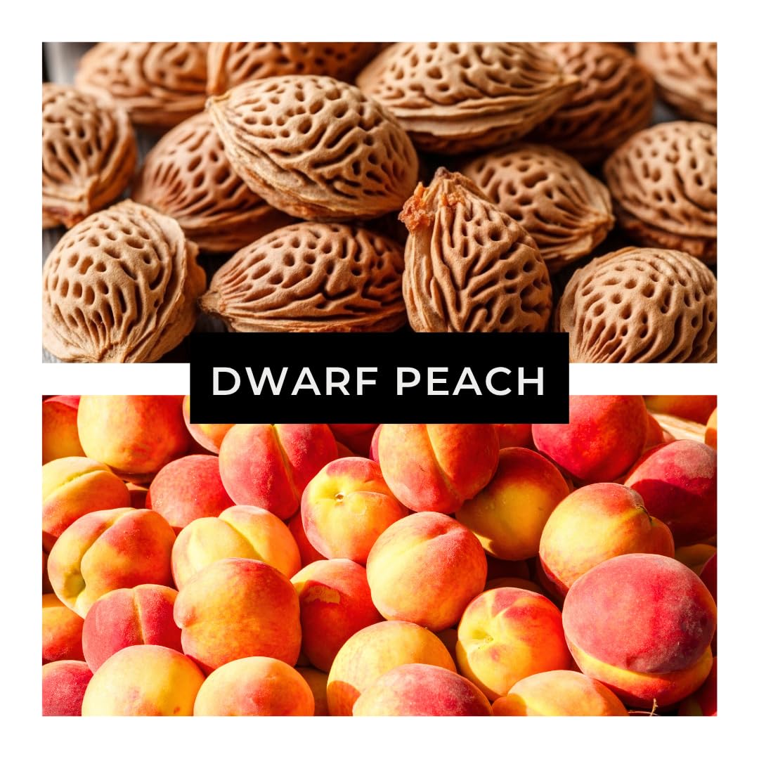 Bonsai Peach Tree Seeds – 5 Large Seeds for Miniature Fruit-Bearing Trees – Easy to Grow, Hardy, Produces Sweet Peaches - Great for Beginner Bonsai - Ideal for Home Garden