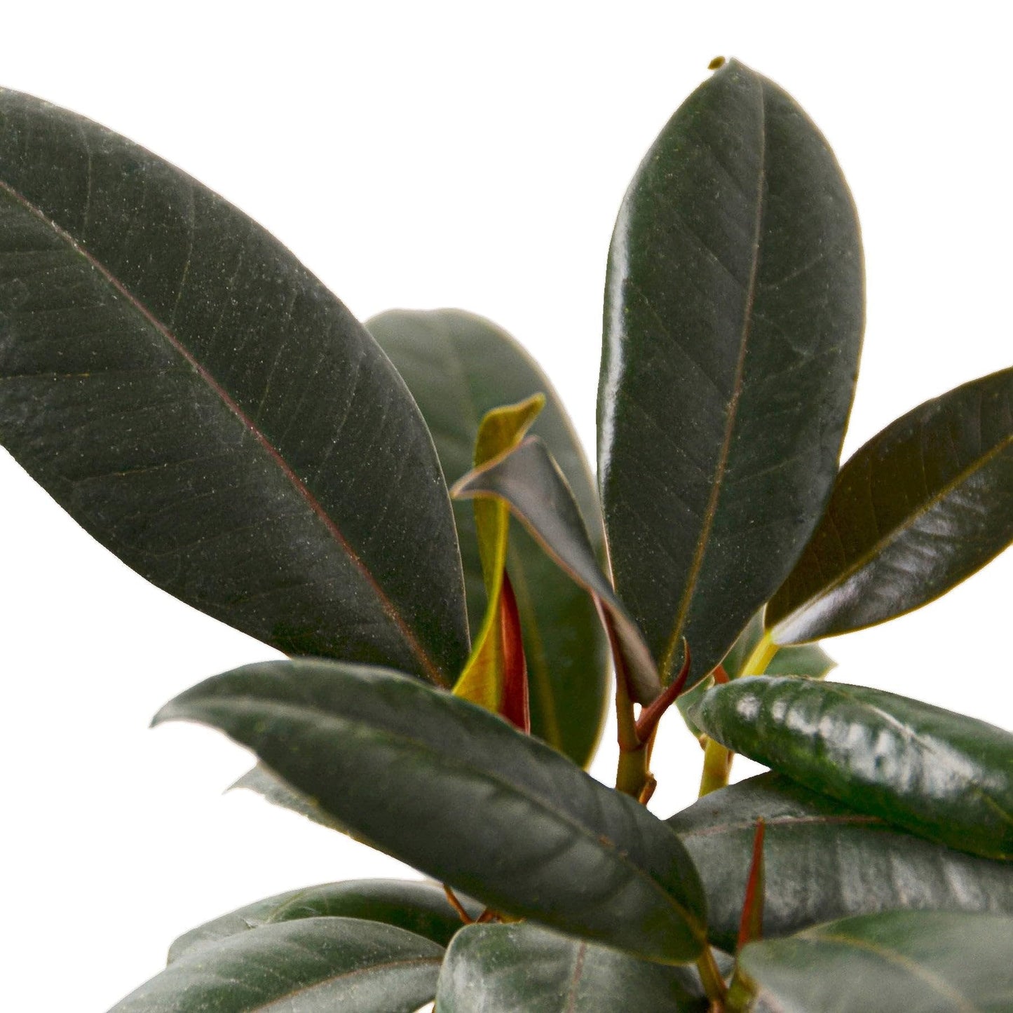 5 Pack Ficus Elastica 'Burgundy' in 4in Pot - Live Plants Tropical Houseplants | Variegated | USA Growers | The Snobby Leaf