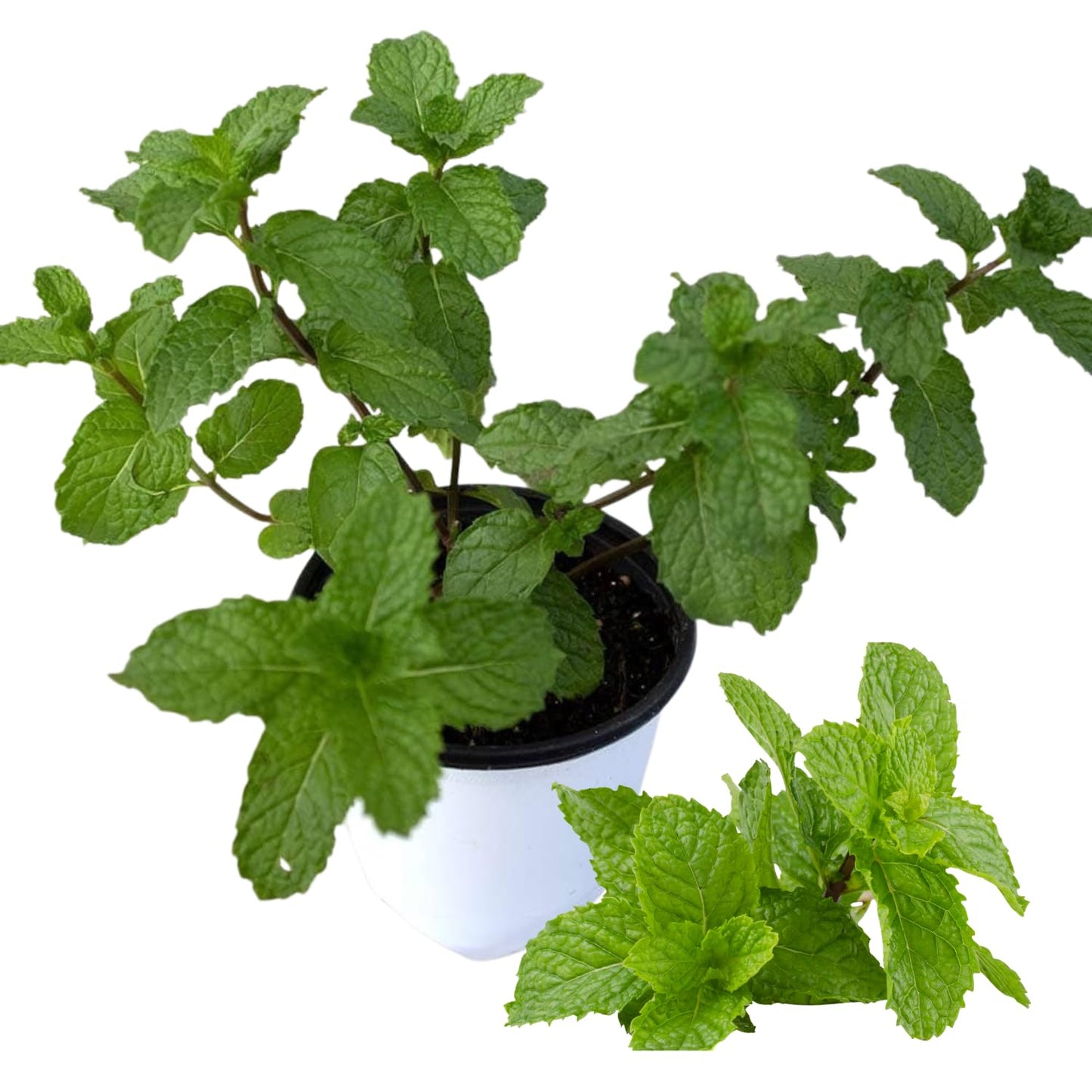 6 Spearmint Mint Live Herb Plants, 3–6 Inches Tall, Fragrant Mint Plants for Indoor Outdoor Garden, Patio, and Culinary Growing