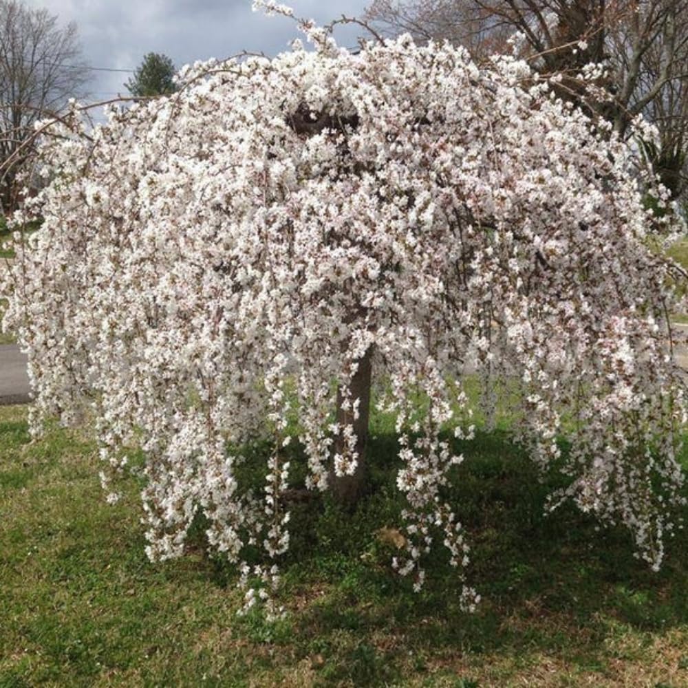 Cherry Blossom Tree, Live Ornamental Tree 6-12" Tall in Pot, Beautiful Spring Blooms for Outdoor Planting (Weeping Cherry Blossom)