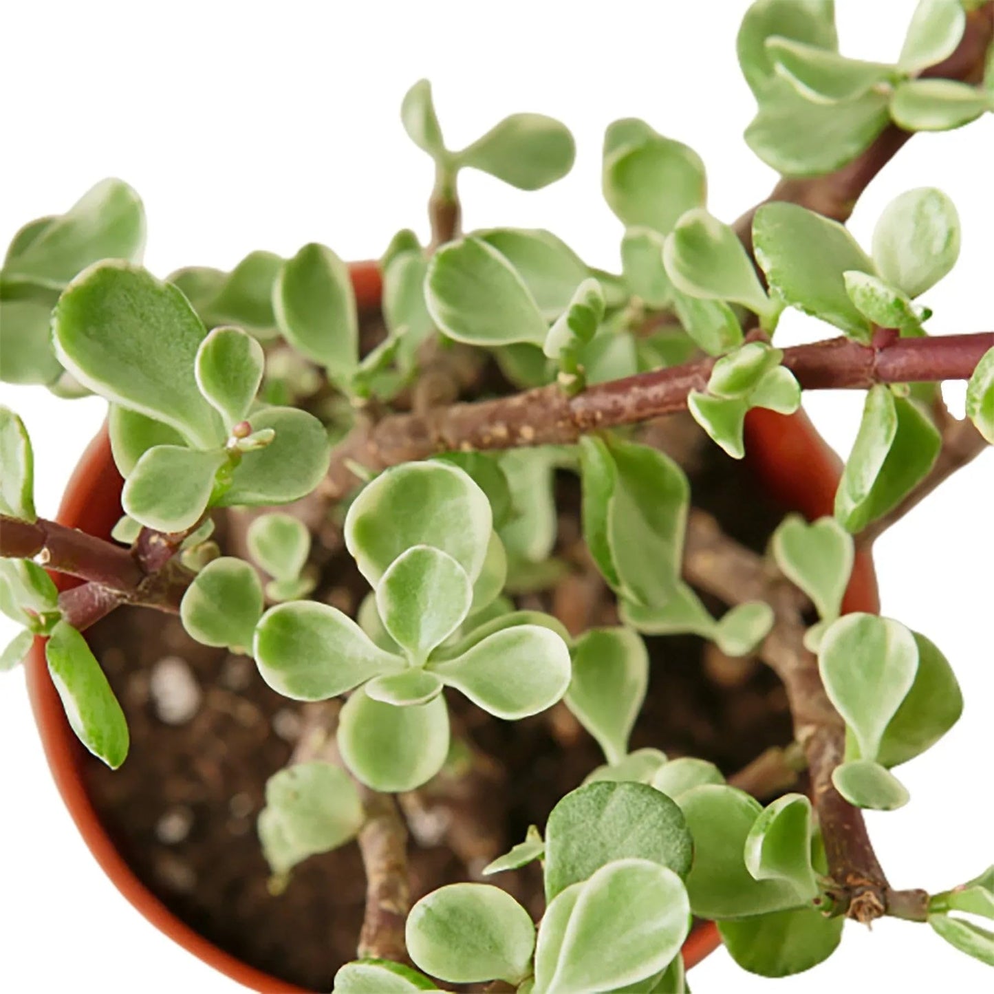 Succulent 'Rainbow Elephant Bush' | Live Plant for Indoor & Outdoor | for Living Room, Office, Bathroom | (4" Pot)