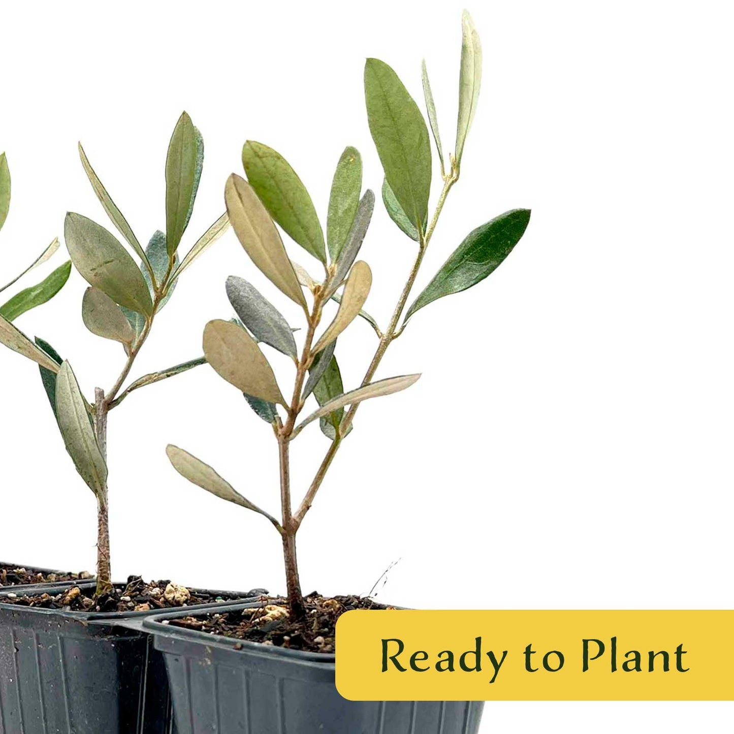 6 Mission Olive Tree Saplings – Edible Fruiting Evergreen Tree for Patio, Container, Indoor & Outdoor Growing, Mediterranean Culinary Olive (Olea europaea ‘Mission’) in 3.5″ Cubes, Live Plants