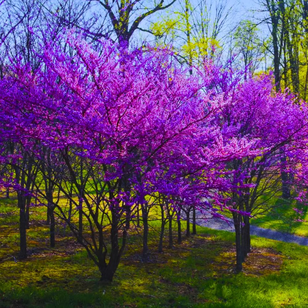 Eastern Redbud Trees Live Plants Seedlings, 6 to 13 Inc Tall Red Bud Trees Live Plants, American Redbud Tree, Cold Hardy