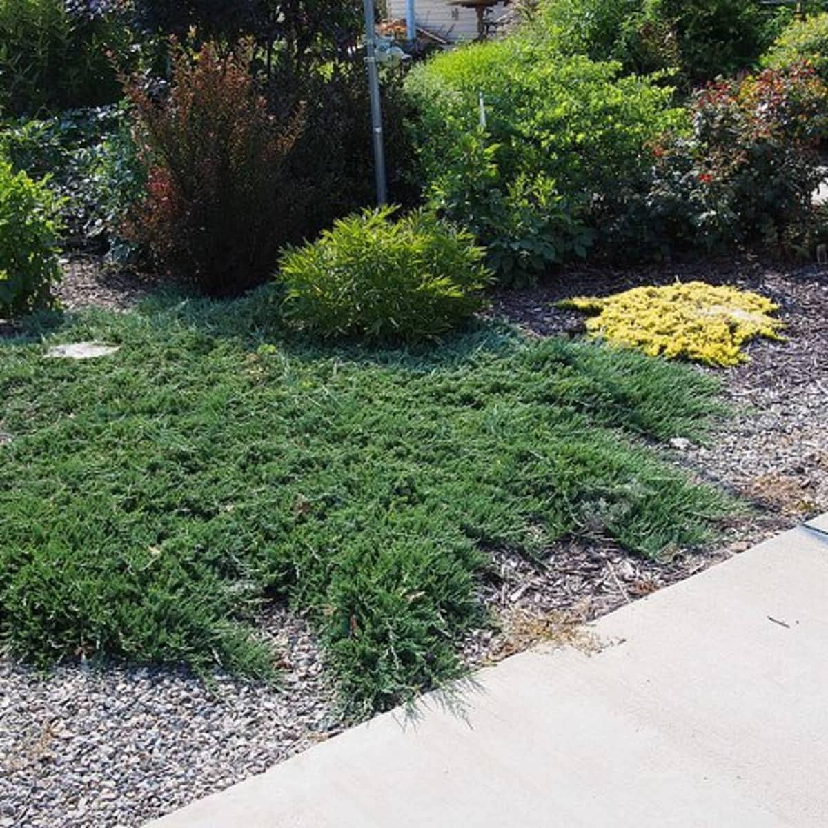 Juniper Bar Harbor - 3 Live Gallon Size Plants - Juniperus Horizontalis - Drought Tolerant Cold Hardy Evergreen Groundcover