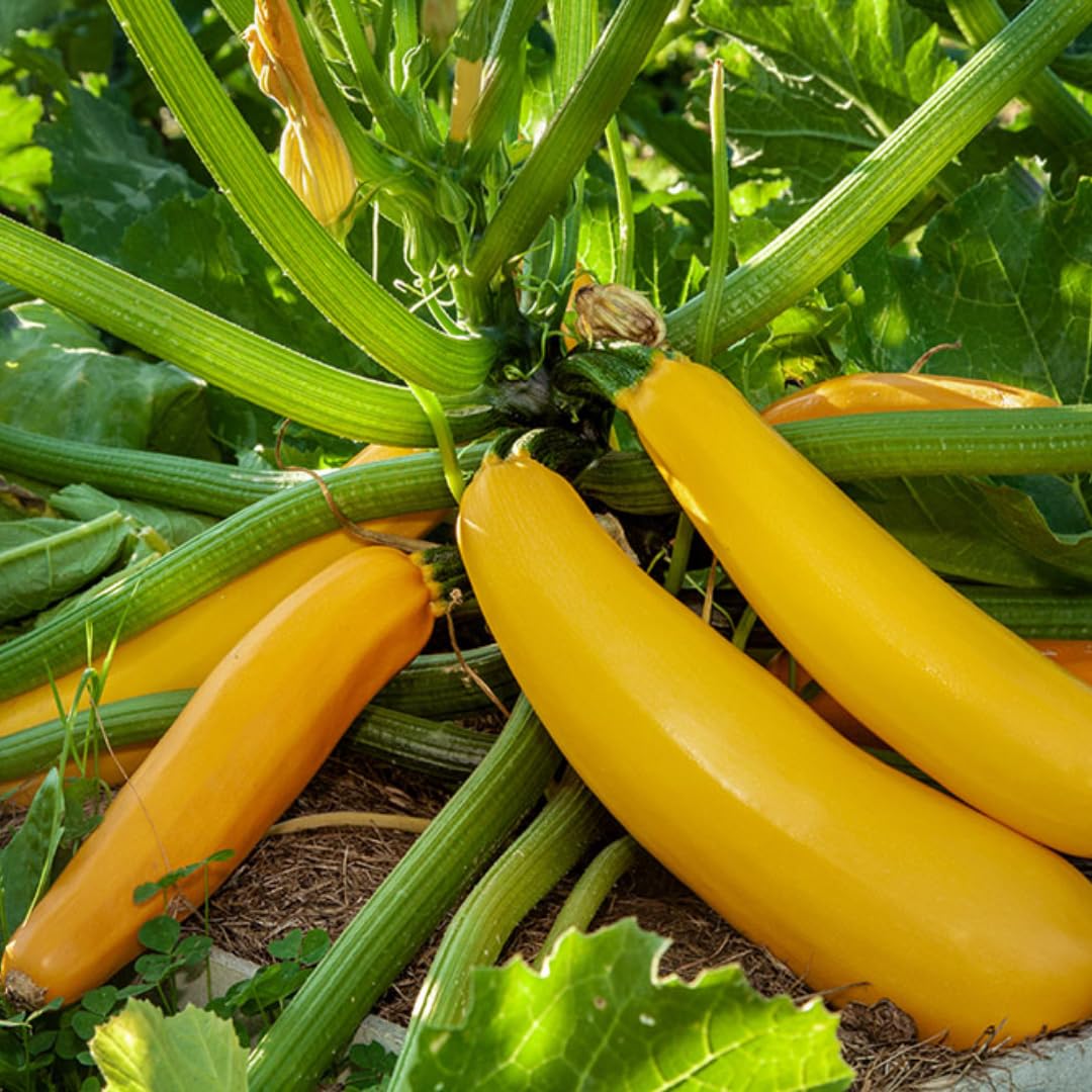 4''-7'' Yellow Squash Plants Live, 4 Inc Potted, Zucchini Plants Live for Planting - Set 4 Plants
