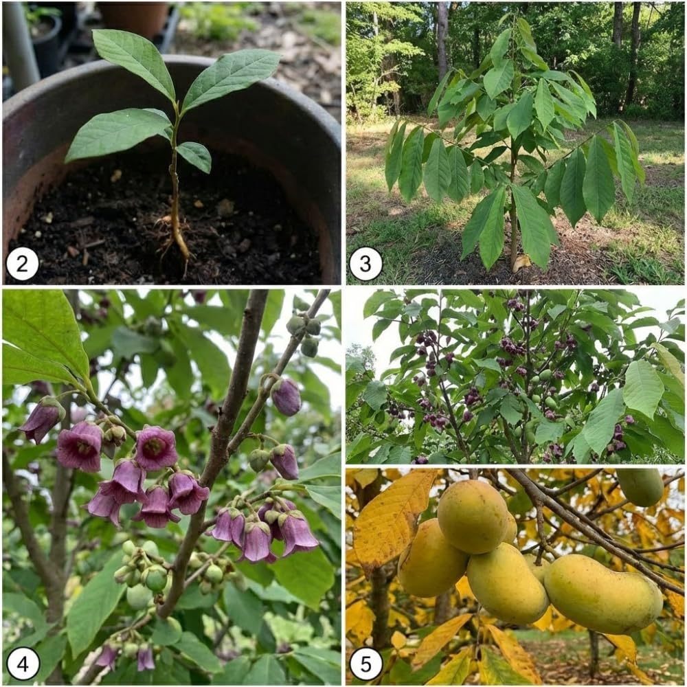 Pawpaw Tree Live in Quart Pot, 12-18" Tall, Cold-Hardy North American Fruit Tree, Native Fruit Tree Starter for Backyard and Garden Rows