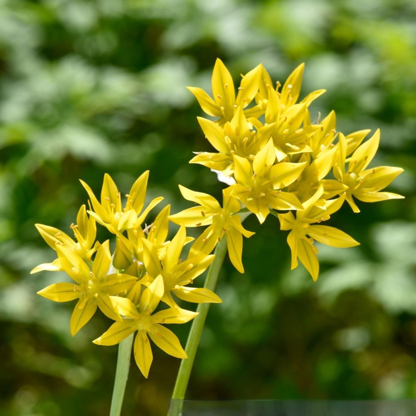 Premium Spring Flower Blub Collection100 Bulbs - Attracts Bees, Butterflies & Hummingbirds - Easy to Grow Perennials - 1000's Sold | Easy-Care | Perennials | Deer Resistant