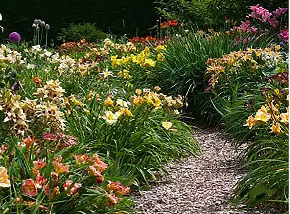 Pink Daylily - Bare Root Plant, Hardy Perennial for Zone 4, Delicate Pink Blooms, Low Maintenance, Ideal for Full Sun or Partial Shade, Perfect for Garden Borders & Landscapes