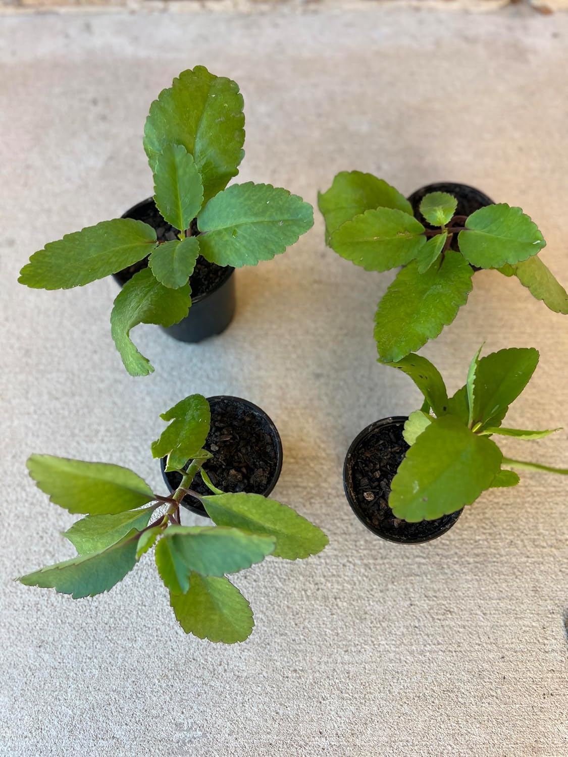 Miracle Leaf of Life (Bryophyll pinnatum)/ Kalanchoe Pinnata/Kidney Stone Live Plant