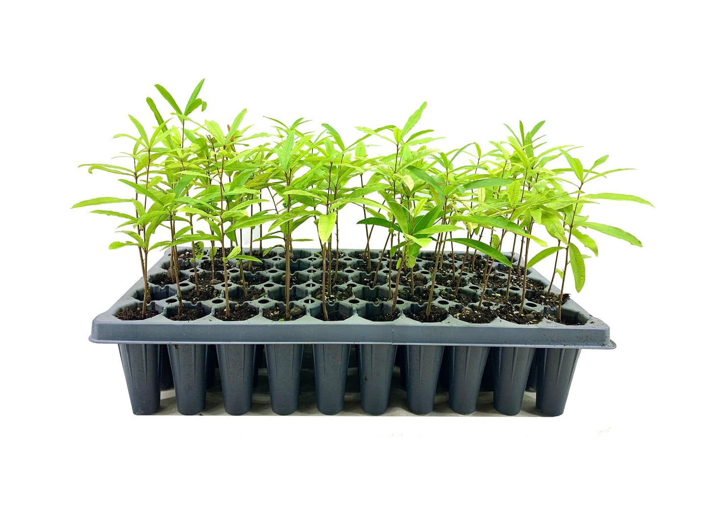 Willow Oak Tree | 3 Live Plants | Quercus Phellos | Beautiful Unique Fast Growing and Hardy Shade Tree