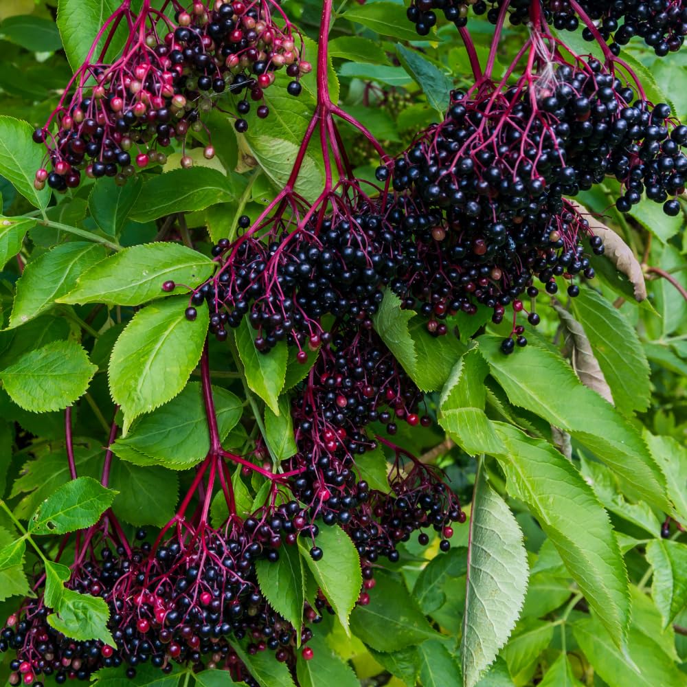 Elderberry Tree Live Plant, Hardy Elderberry Fruit-Bearing Shrub for Garden, 1 Year Old Black Elderberries in Quart Pot