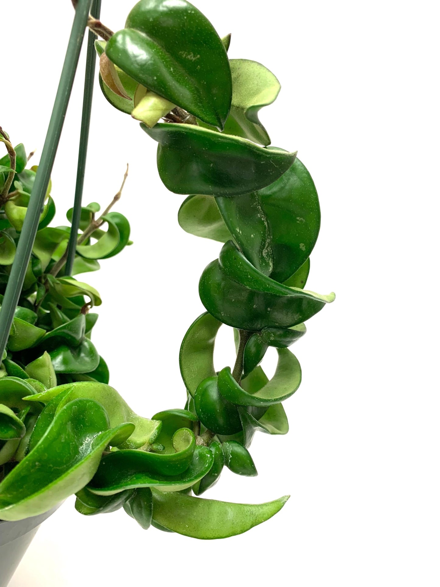 Hoya Compacta aka Hoya Hindu Rope Available in 2", 4", and 6" Pot Live Hoya Plant Air-Purifying Plant (Hoya Compacta, 4" Pot with 2 Plants, Very Short Right Now)