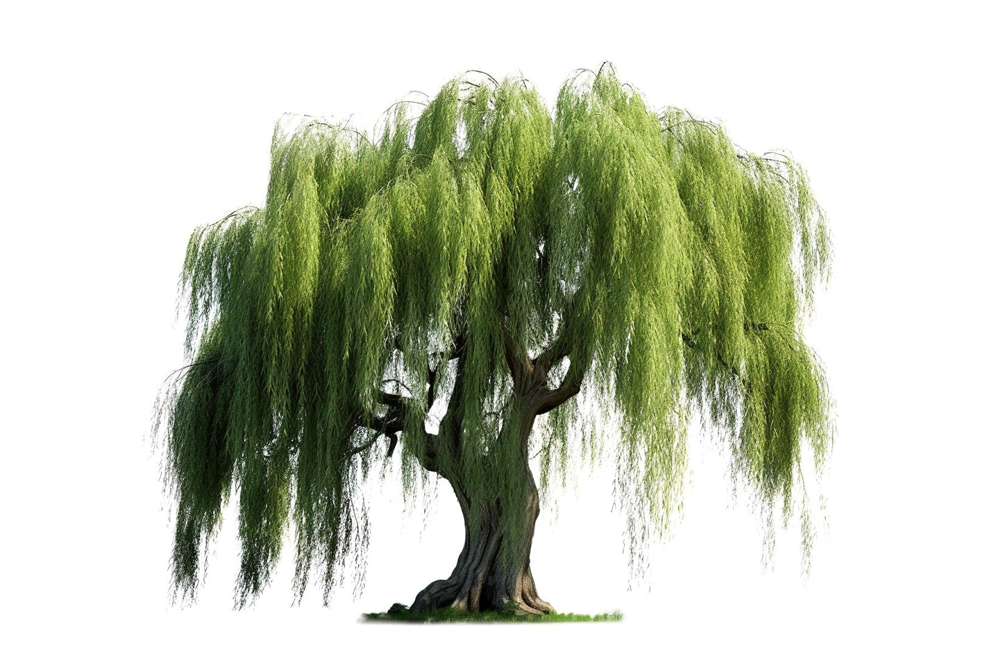 2 Foot Tall Weeping Willow Cutting - Thick Trunk, Ready to Grow - Iconic Weeping Canopy