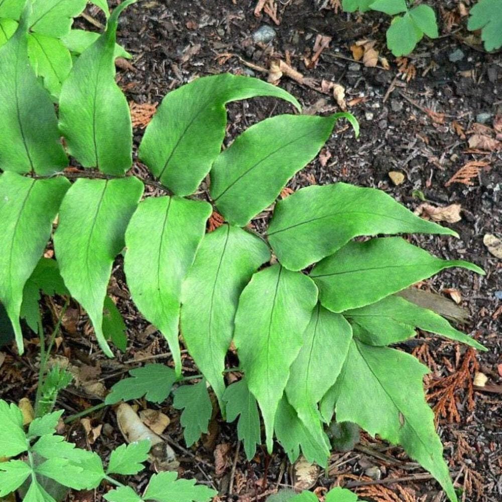Fern-C. Japanese Holly Fern (1 Gallon)