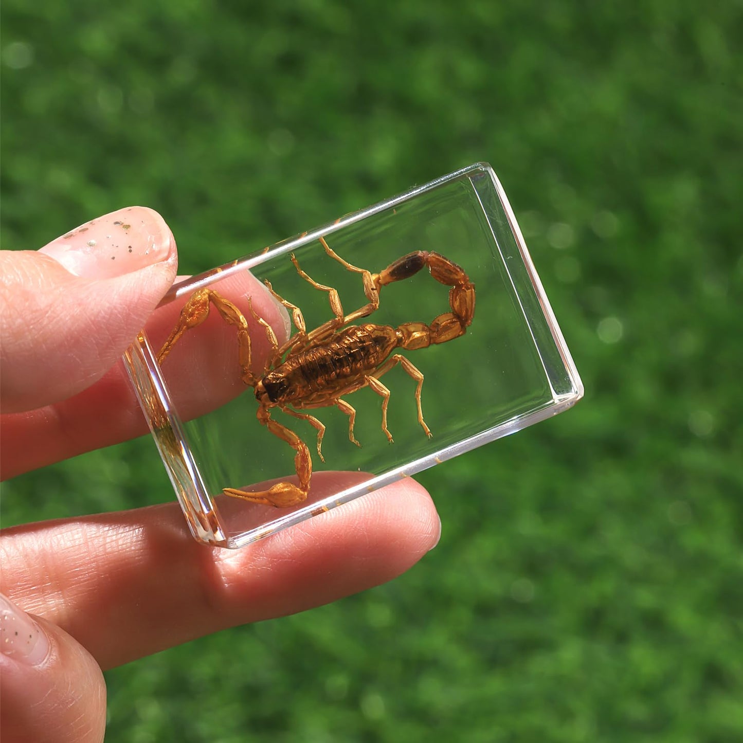 12 Pcs Insect in Resin Collection - Educational Bugs Specimen Set for Kids, Perfect for Preschool, Classroom Science, and Home Displays