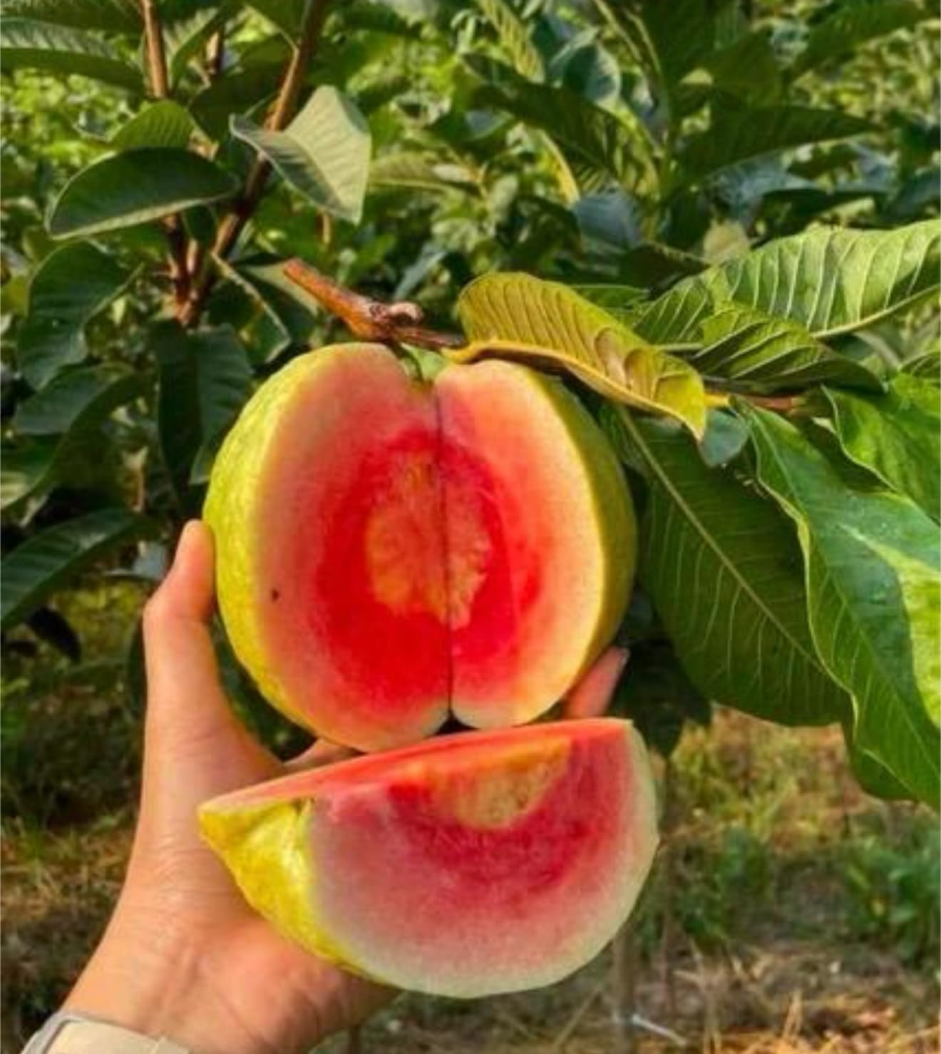 Big Ruby Su pre me Guava(Psidium guajava) Guayaba Live Fruit Tree (2-3ft) Rare Plant