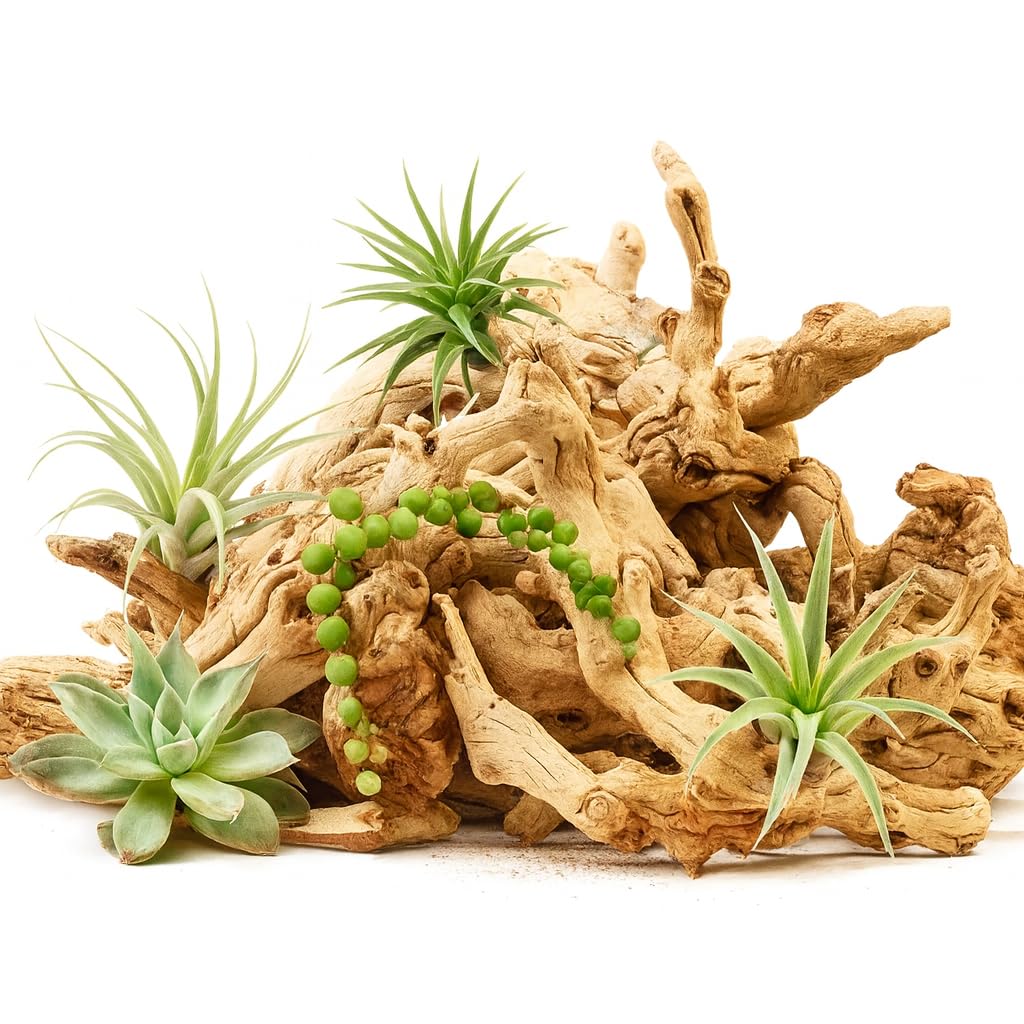 Koyal Wholesale Natural Grapewood Vase Filler Decor, 2.2-Pounds Bulk Vase Filler Branches for Terrariums, DIY Air Plant Kits, Table Scatter