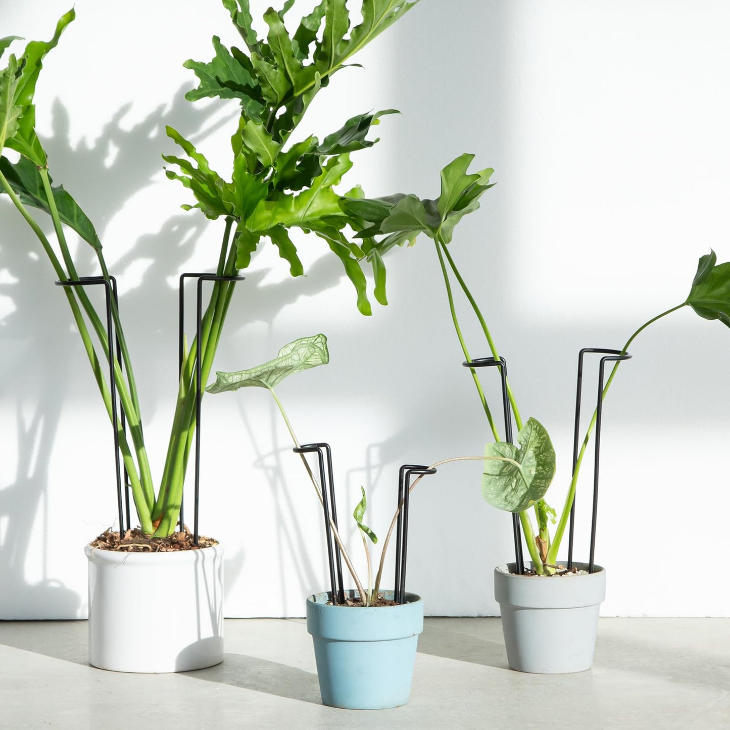 GOOOXIM 10-Pack Monstera Plant Support - 12 Inch Durable Iron U-Shaped Trellis Stakes for Indoor & Outdoor Medium-Sized Potted Plants - Perfect Stem Holder for Monstera & More