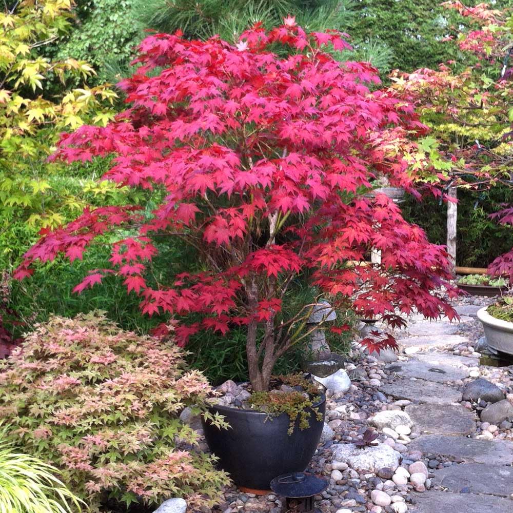 30pcs Red Japanese Maple Tree Seeds (Acer Palmatum Atropurpureum) - Vibrant Garden Beauty