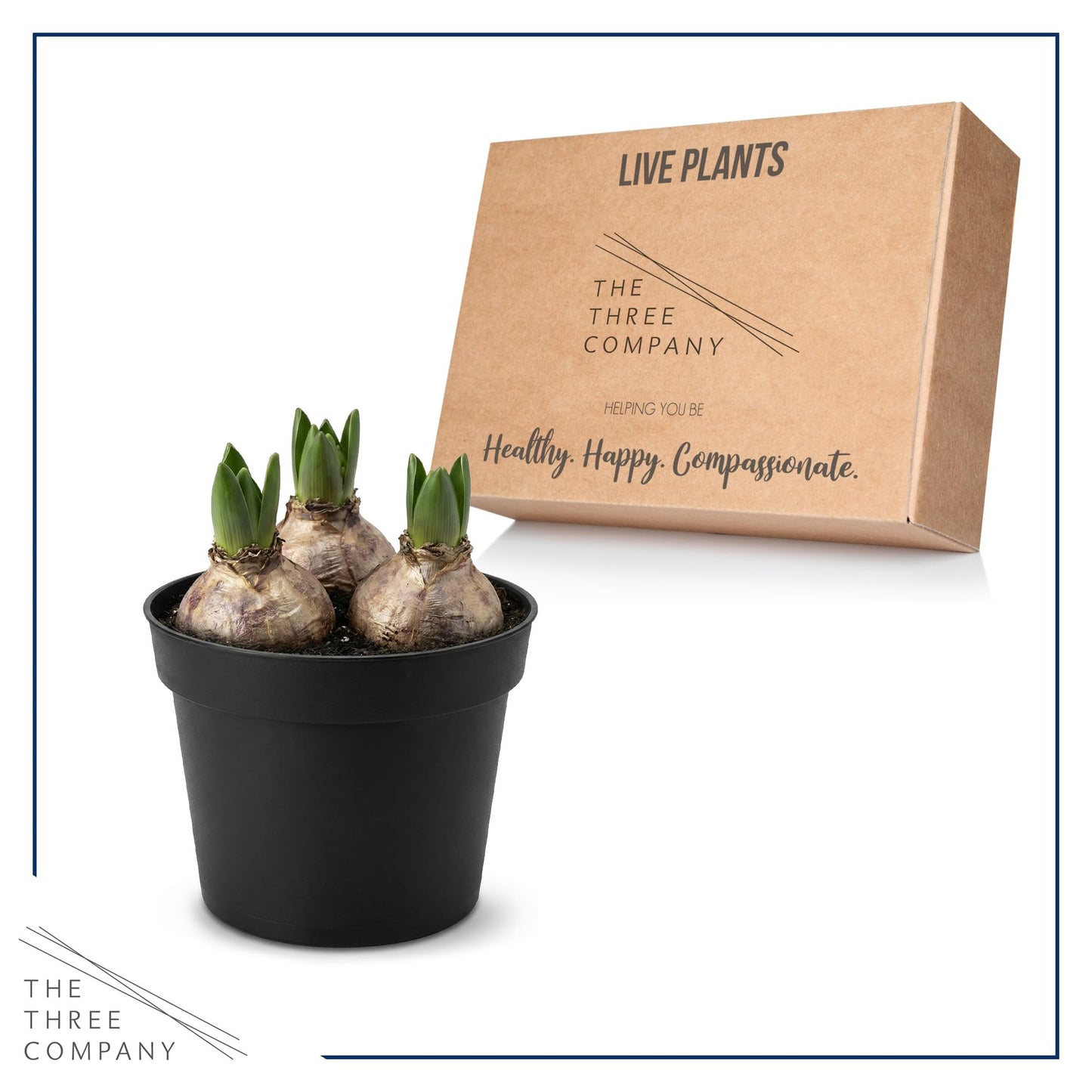 Live Flowering Hyacinth - Pink, Beautiful Spring Bulbs, Ships Dormant in 1.25 Quart Pot with Deco Cover, Blooms in 2-3 Weeks