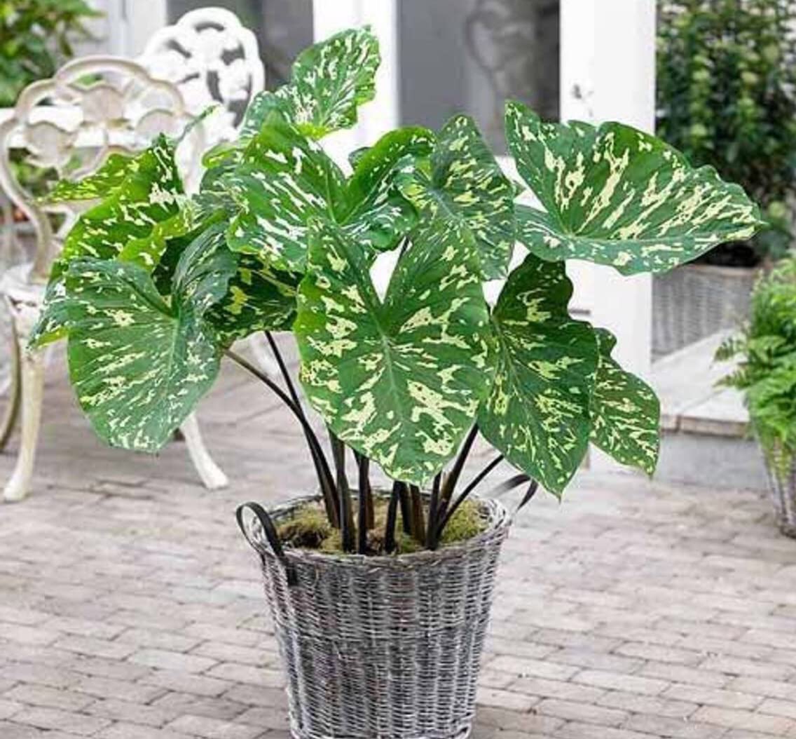 Elephant Ear - Hilo Beauty Colocasia Bulbs | Perfect Combination of Beauty, Colocasia Bulbs for Planting (1 Pack)