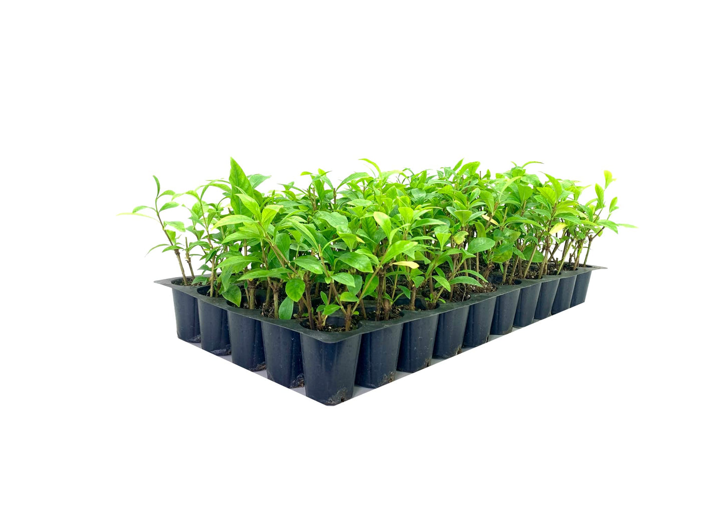 Gardenia August Beauty | 20 Live Plants | Gardenia Jasminoides | Beautiful Fragrant White Blooming Shrub