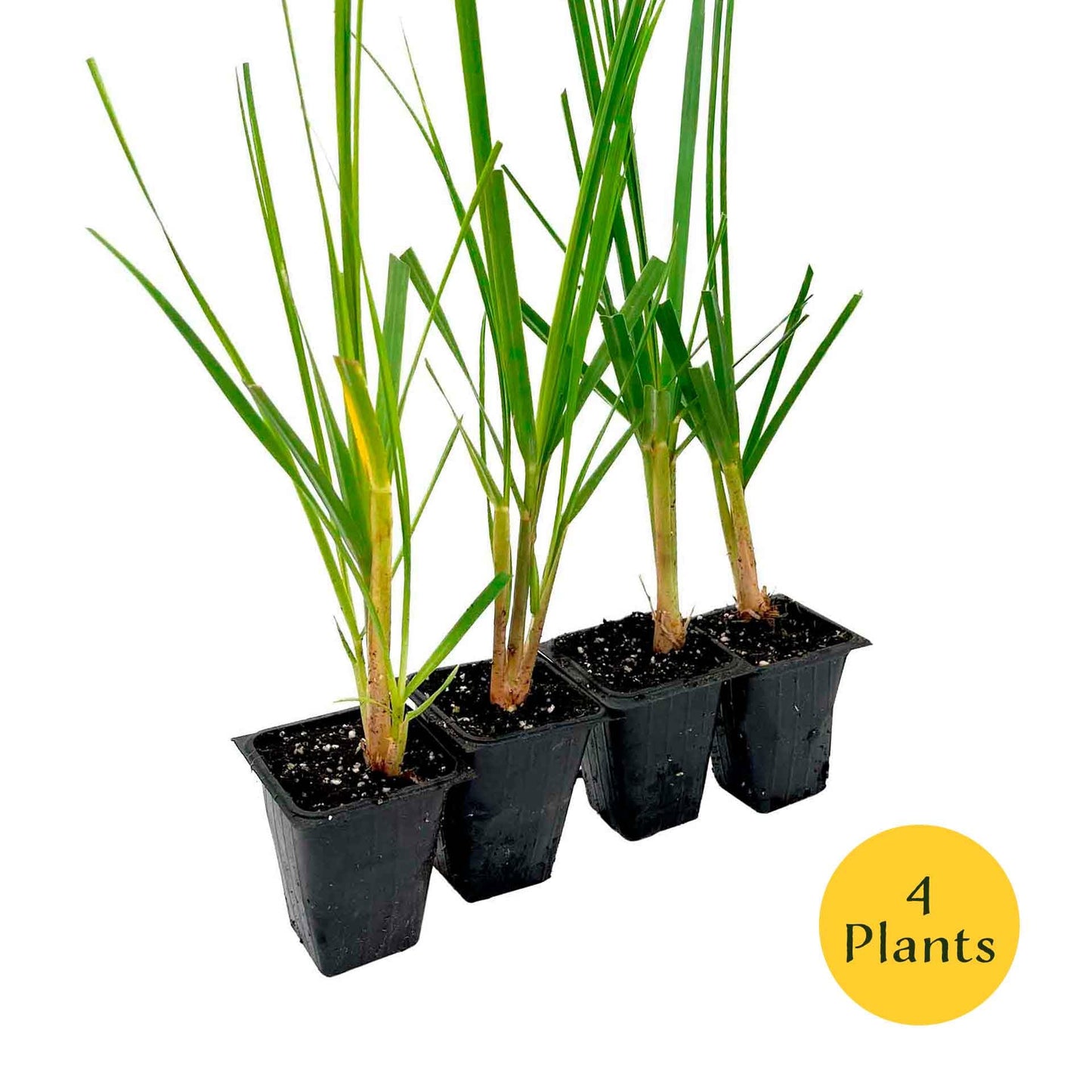 4 Dwarf White Pampas Grass – Compact Ornamental Grass with Large White Plumes for Screens & Accents (Cortaderia selloana ‘Pumila’) in 3.5” Cubes, Live Plants