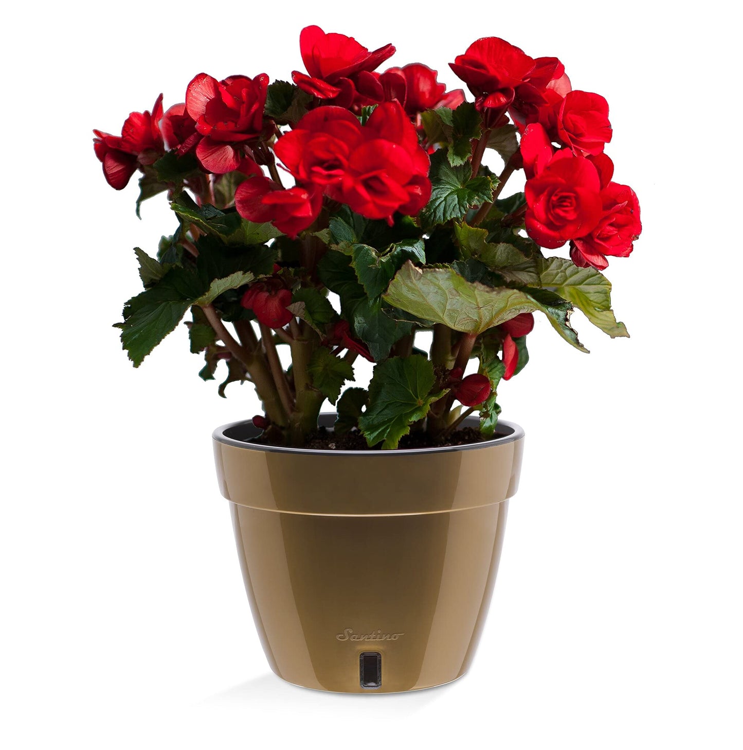 Santino ASTI 9.2 Inch Self Watering Planter Gold/Black for Indoor Plants - Premium Quality Modern Plastic Planter Pot w/Water Level Indicator for All House Herbs, African Violets and Dahlias