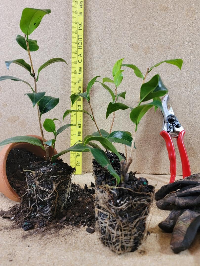 Live Plant - Pink Snow Camellia Sasanqua - Starter Plant