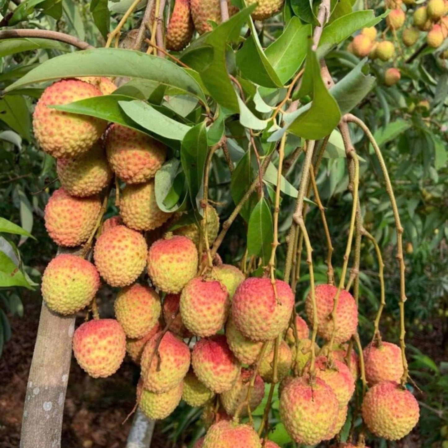 Sweet Lychee Plant Live, Lychee Fruit Tree 3 Feet Tall in 3 Gal Pot, Hardy Plant for Outdoor Garden, No Ship to CA